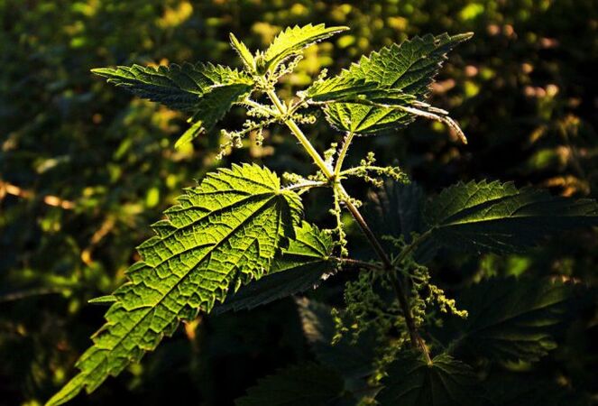 荨麻